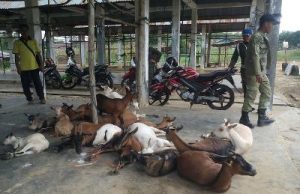Hewan Ternak Kaki Empat Kembali Ditertibkan