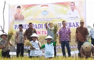 Dukung Panen Padi Sawah Lebak, Harobin : Kota Palembang Juga Punya Lahan Padi