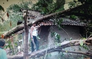 RUMAH WARGA TERTIMPAH POHON AKIBAT HUJAN ANGIN