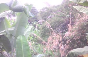 Dugaan Penyerobatan Lahan Hutan Lindung Mata Air Ciherang, membuat Geram Warga Pasir Petey