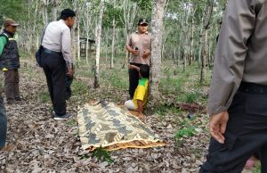 Diduga Overdosis Minum Tuak, Tukang Ojek Tewas Dikebun Karet