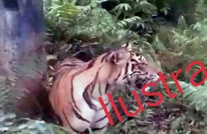 Teror Harimau Menghantui Warga, HD Angkat Bicara