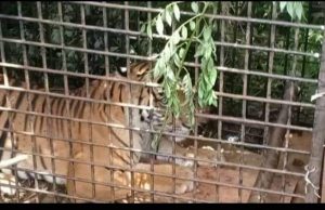 Raja Hutan “Harimau” Sumatera Baru 1 Tertangkap