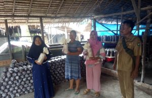 Pelaku Budidaya Jamur Tiram Gunakan Alat Serba Manual