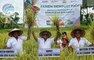 Bupati Lampung Tengah Lakukan Panen Perdana Padi Demplot