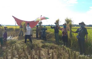 Suka Cita Para Petani Kabupaten Pandeglang Panen Padi di Tengah Mewabahnya Covid-19