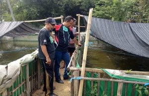Budidaya Ikan Lele Gagal, Modal Usaha Dua BUMDes di Kecamatan Rawamerta Terancam Ludes
