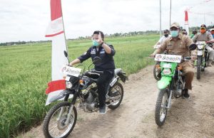 Hari Minggu Tetap Kerja, Herman Deru Panen Raya Padi Lebak