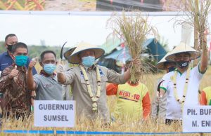 Genjot Produksi Beras, Herman Deru Panen Raya di Muara Enim