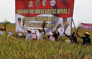 Bupati Tuba Bersama Sekda Provinsi Lampung Hadiri Panen Raya Padi dan Launching Program KPB