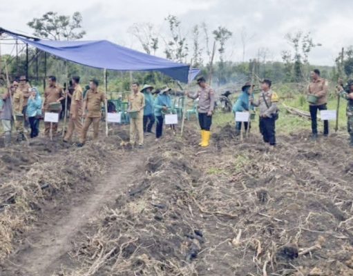 Pemdes Sinar Dewa Giat Tanam Jagung Hibrida Metode Tugal Manual