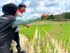 Pujangga PEP Pendopo dan Petani Perempaun Talang Ubi Utara Dongrak Panen Lewat Pertanian Organik